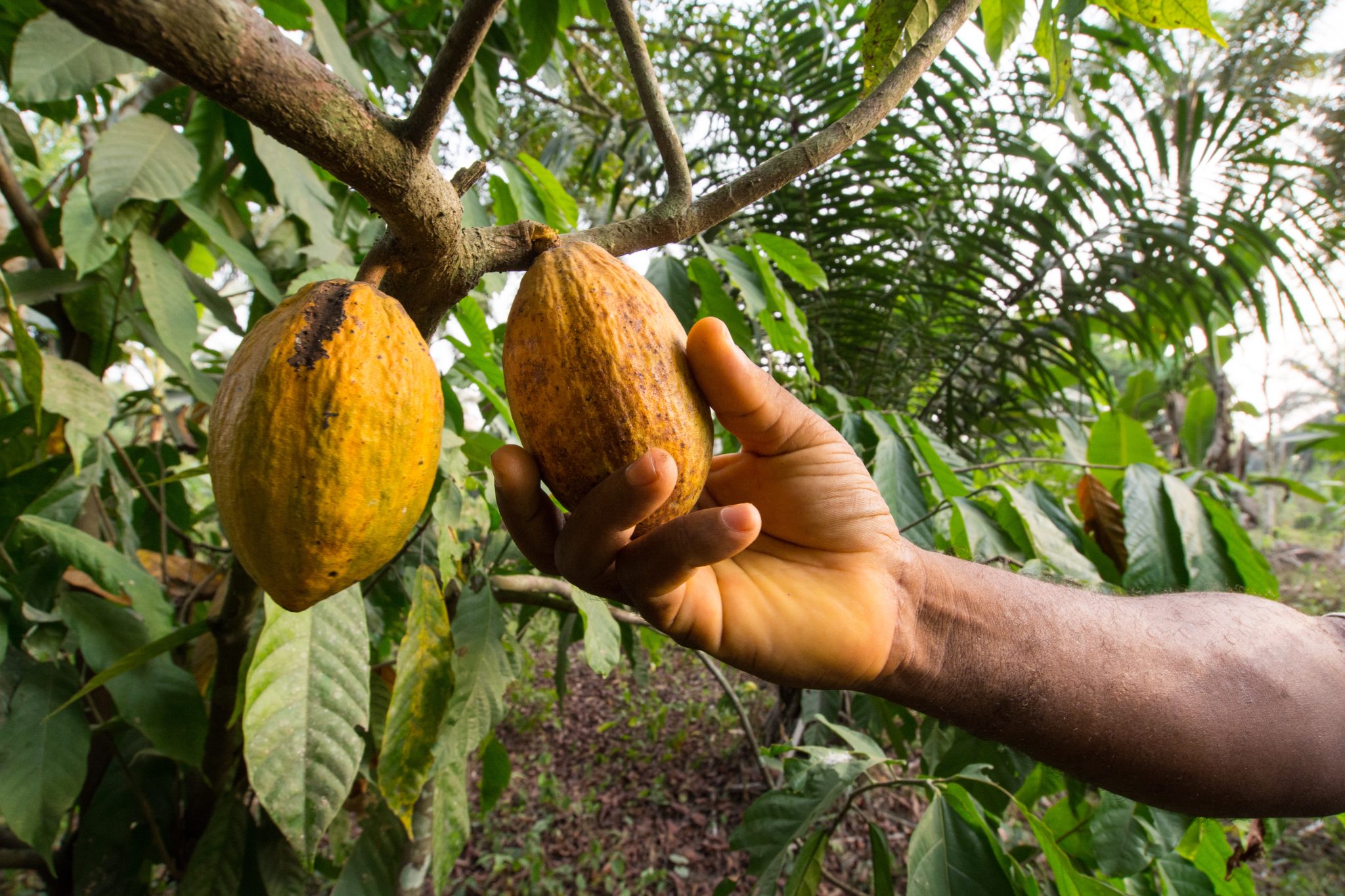 Main d'homme tenant un fruit de cacao