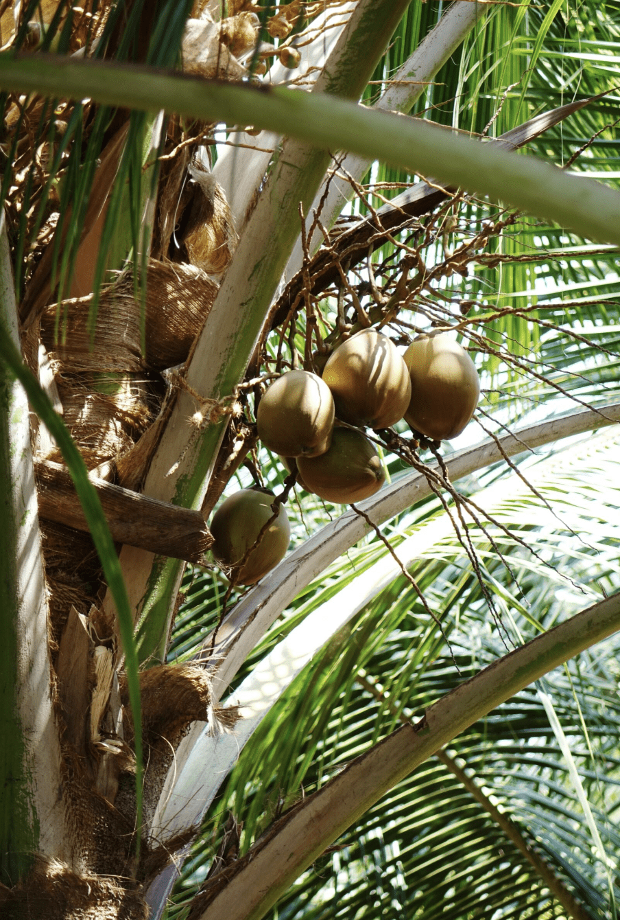 Branche noix de coco