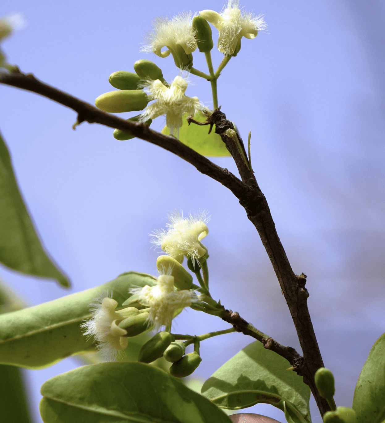 Branche avec fleurs à éclore blanche