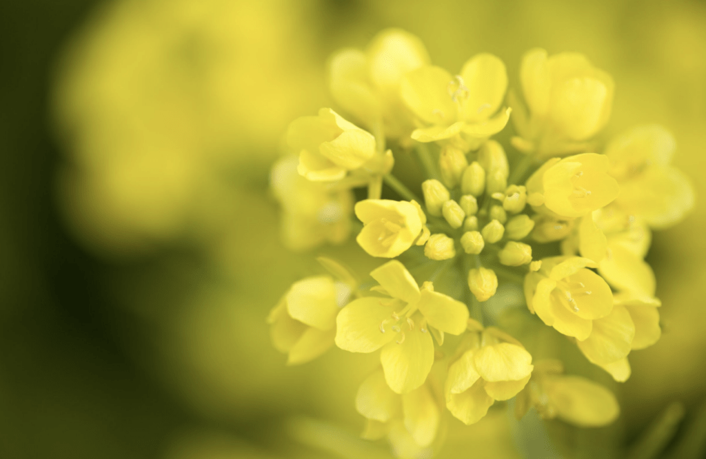 Fleurs de colza