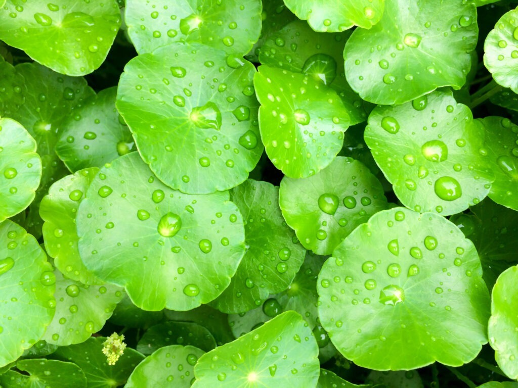 Gros plan sur des feuilles de centella