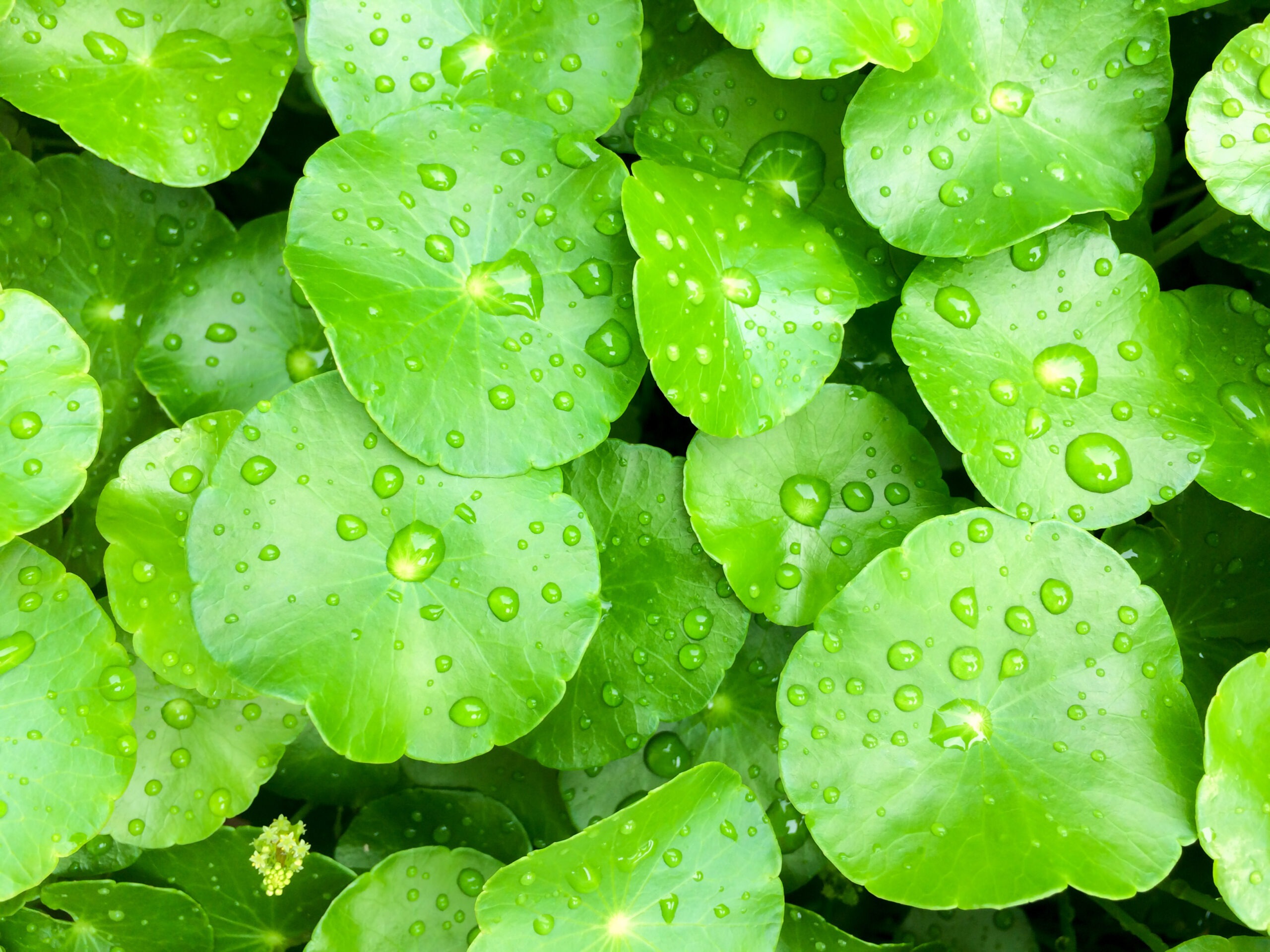 Gros plan sur des feuilles de centella