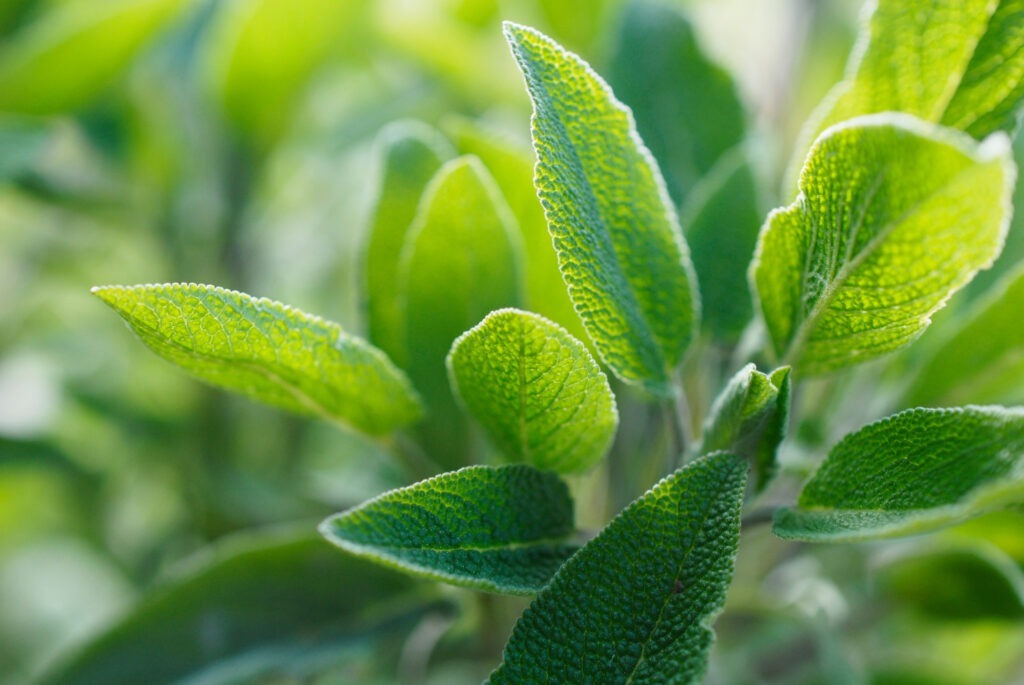 Gros plan sur une branche de sauge