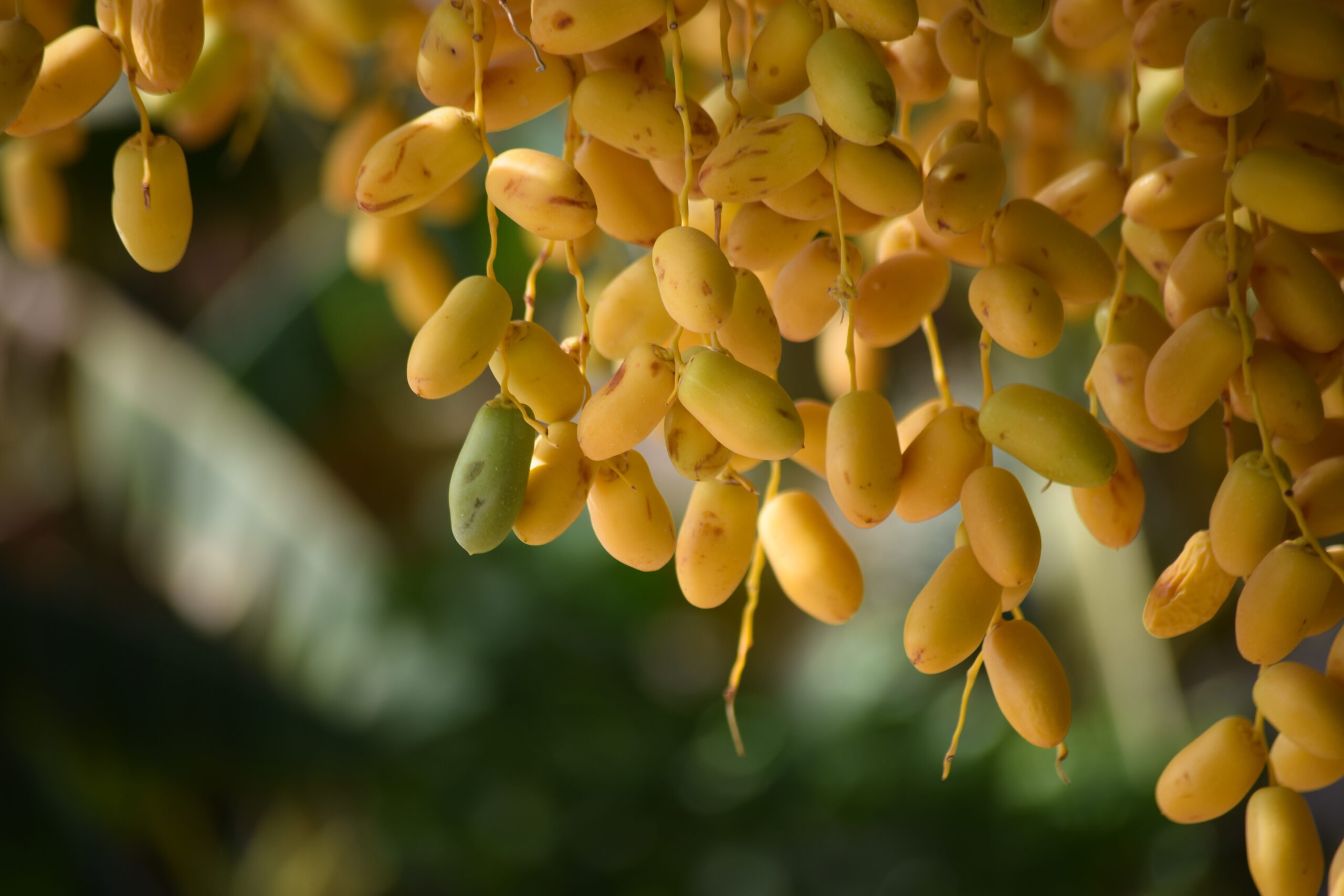 Vue rapprochée sur des dattes