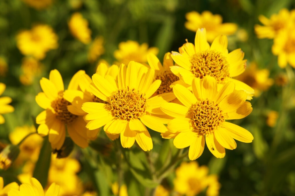 Gros plan sur des fleurs d'arnica montana