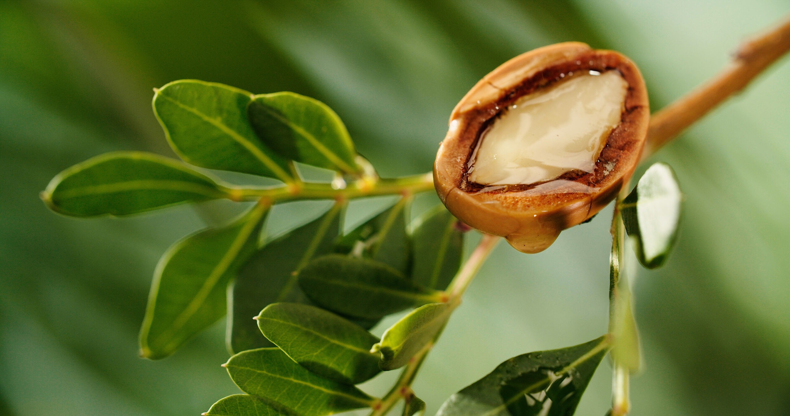 Plan très rapproché sur de l'argan coupé en deux dont de l'huile s'écoule