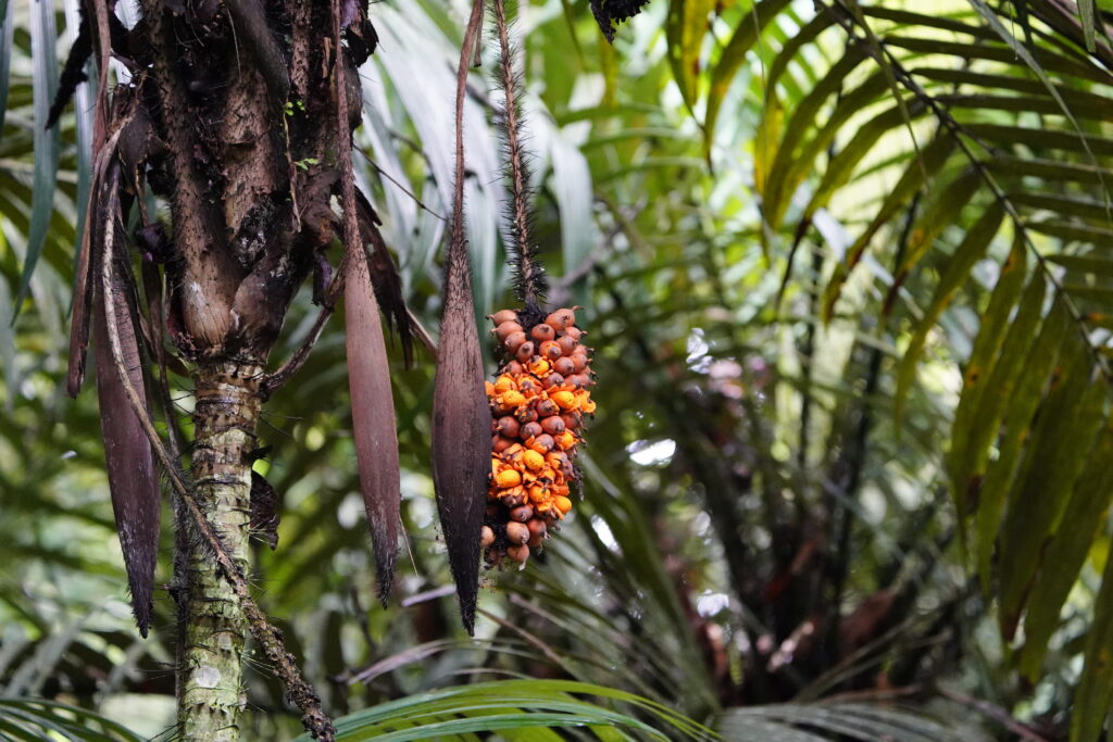 Plan sur le fruit de Murumuru dans la nature