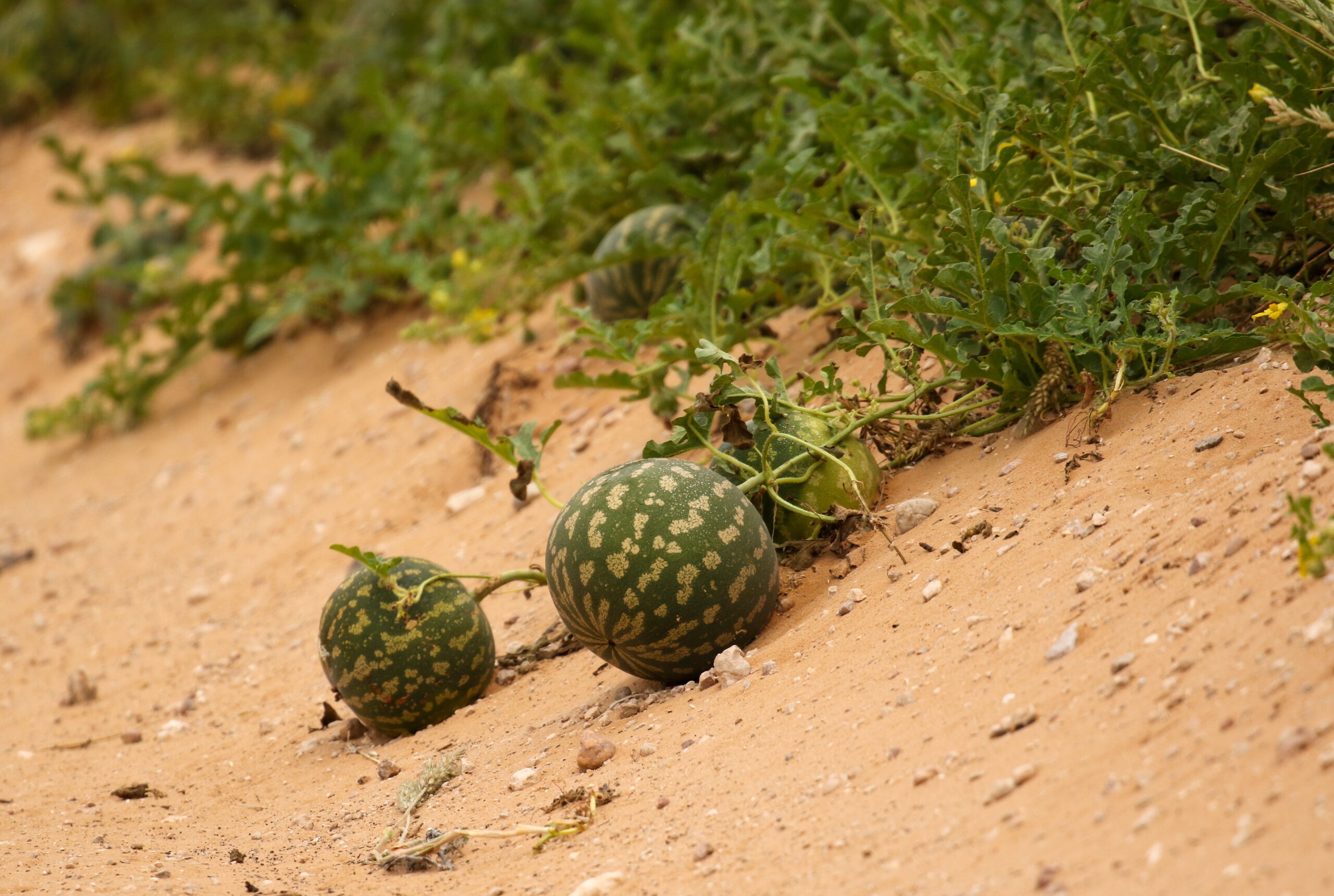 Vue en extérieur de melons kalahari