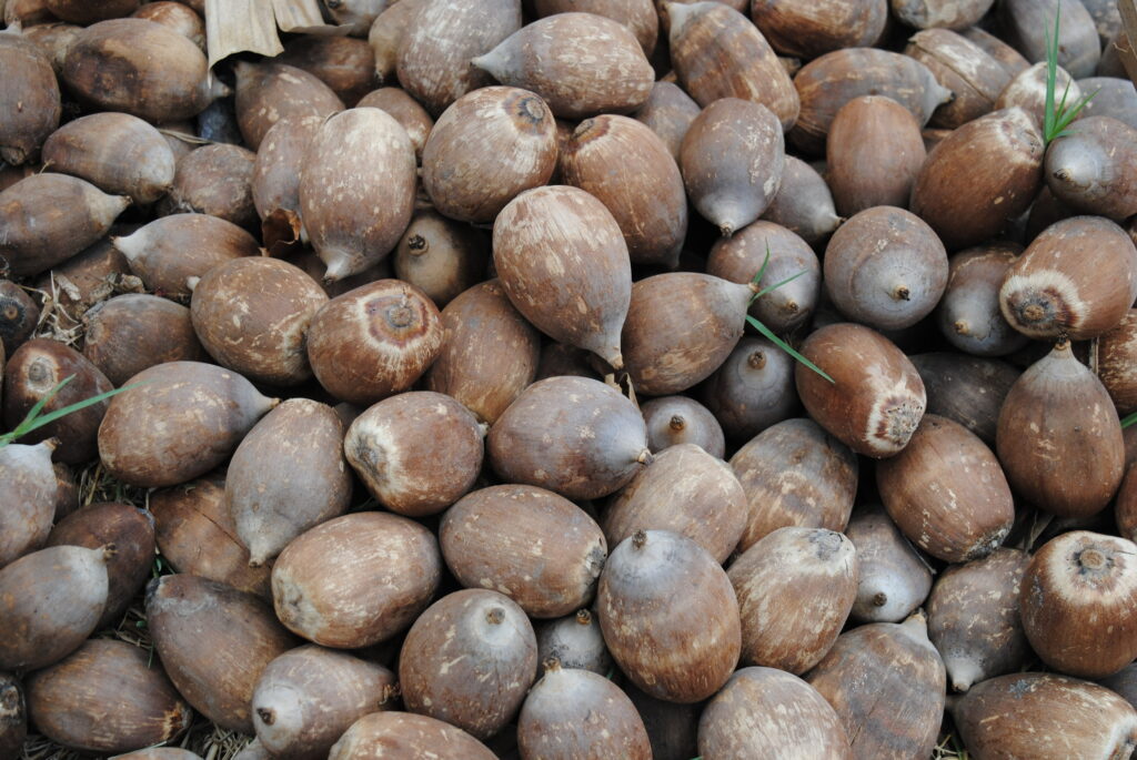 Plan très rapproché sur des noix de coco babassu