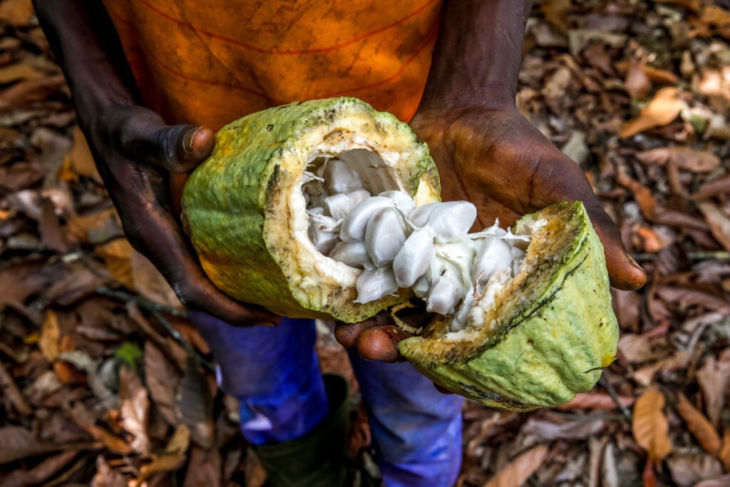 Gros plan sur les main d'aun travailleur contenant un fruit de cacao coupé en 2