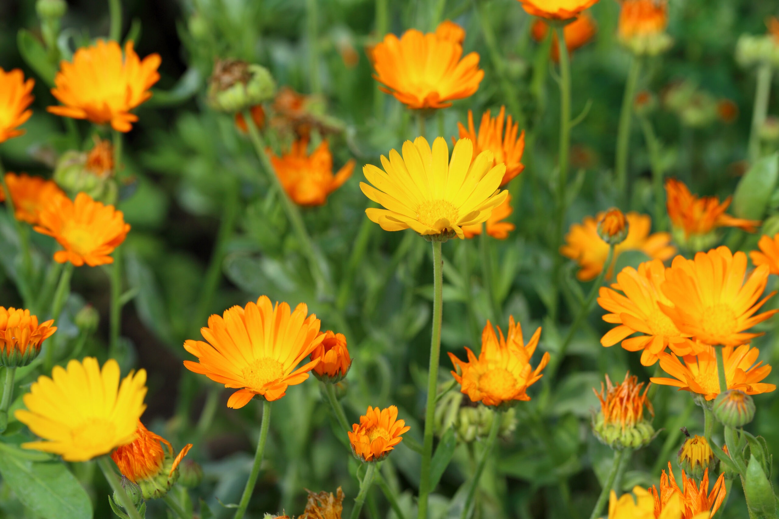 Gros plan sur des fleurs de calendula dans un champ
