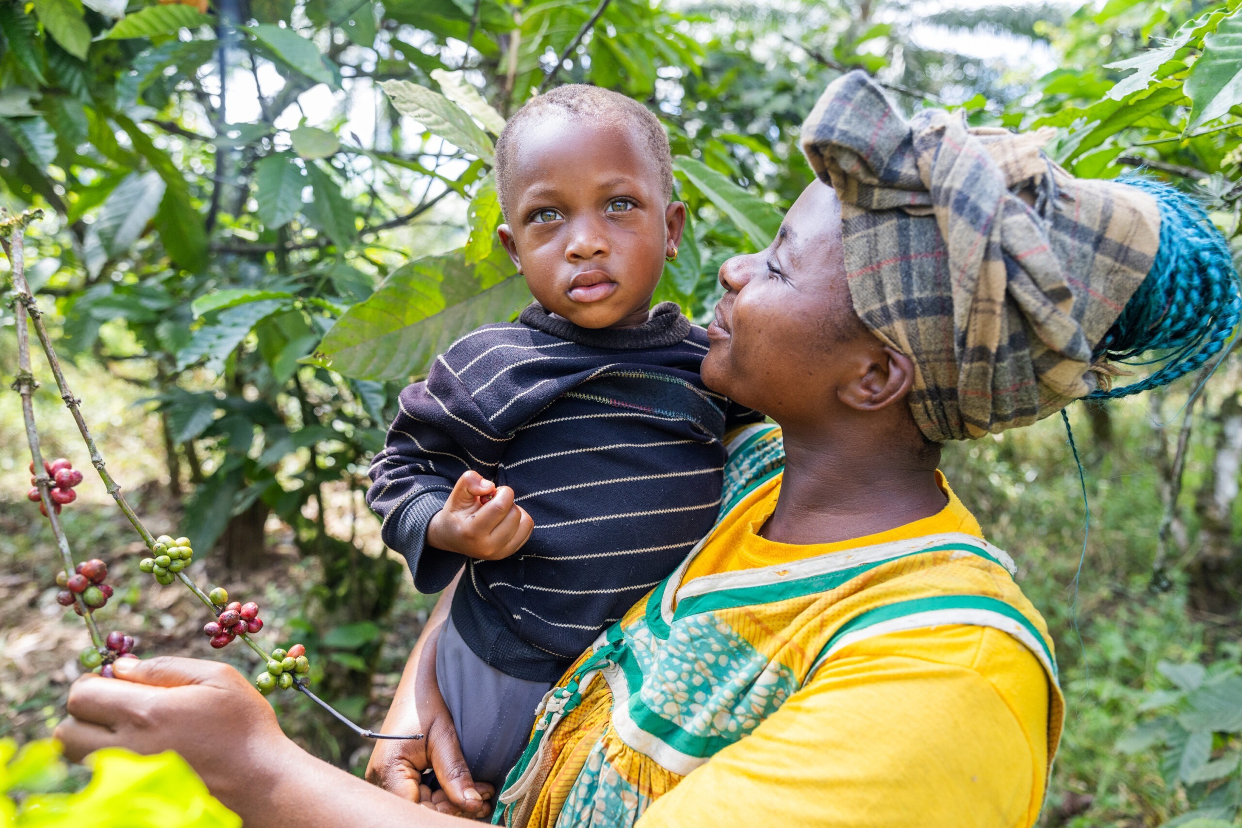 Mère africaine de profil qui sourit et porte son enfant d'un bras de l'autre cueille des fruits depuis une branche