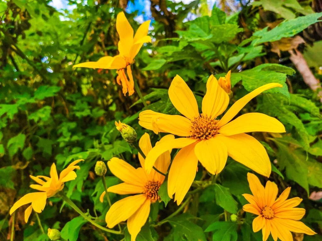 Gros plan sur des fleurs d'arnica mexicana