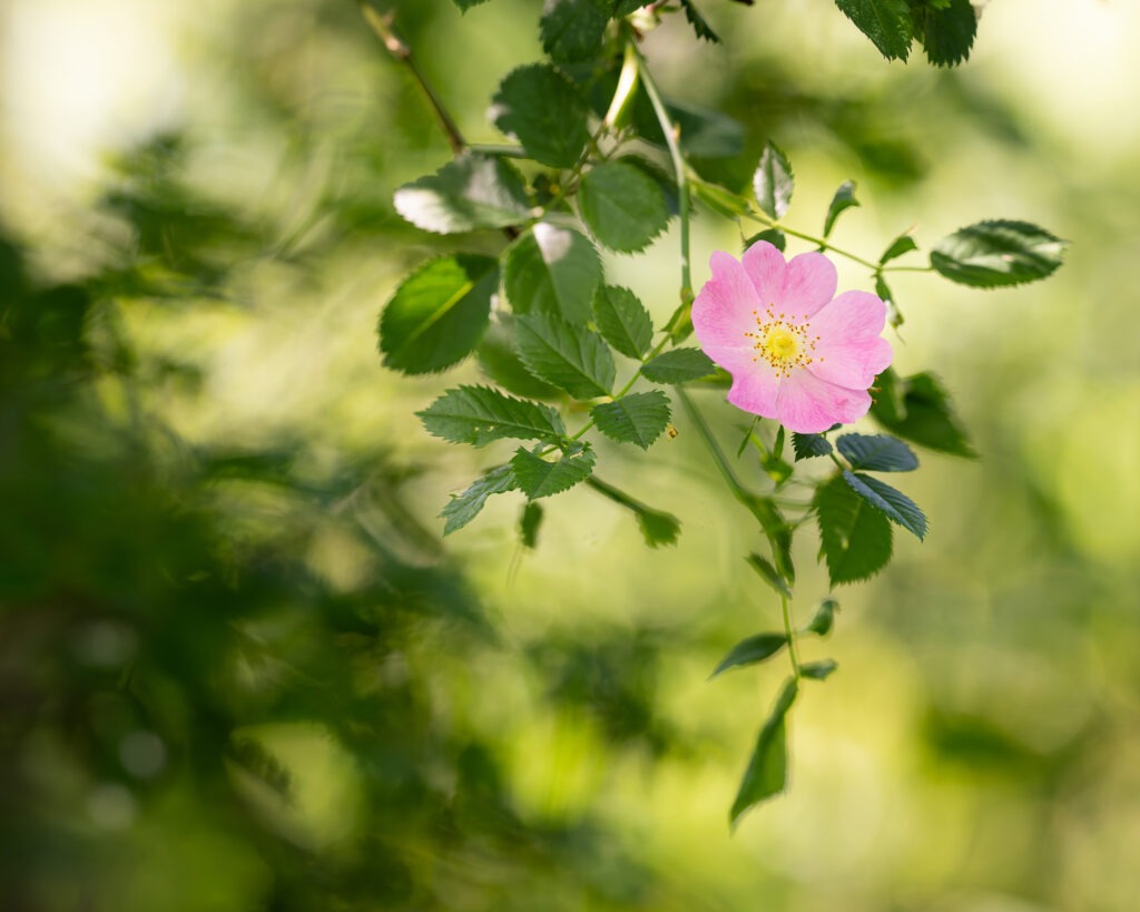 Gros plan sur une branche avec une fleur rose