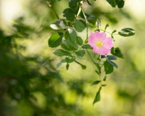 Gros plan sur une branche avec une fleur rose