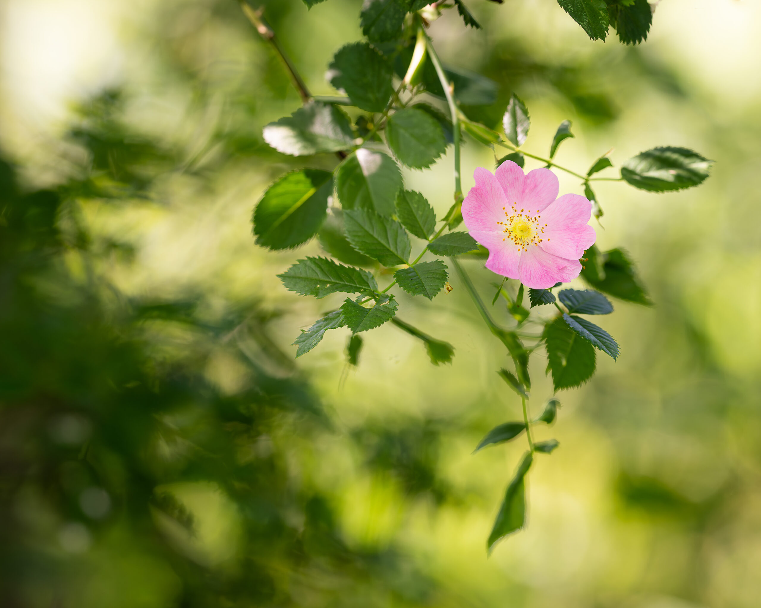 Gros plan sur une branche avec une fleur rose
