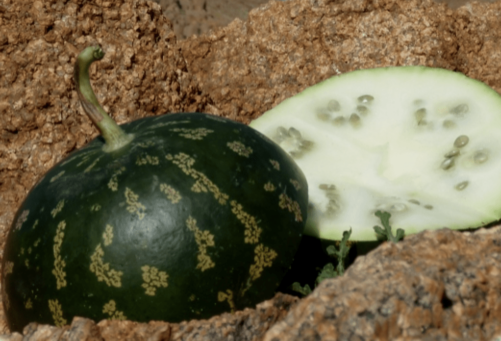 Photo ubuntu Kalahari melon