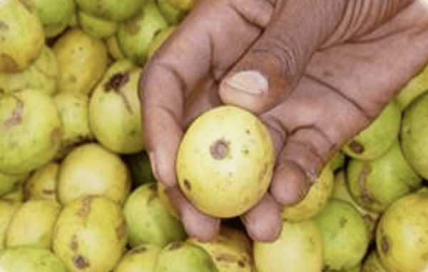 Ubuntu Marula