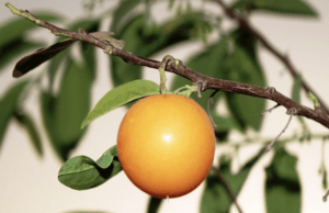 Photo gros plan de fruit ubuntu ximenia