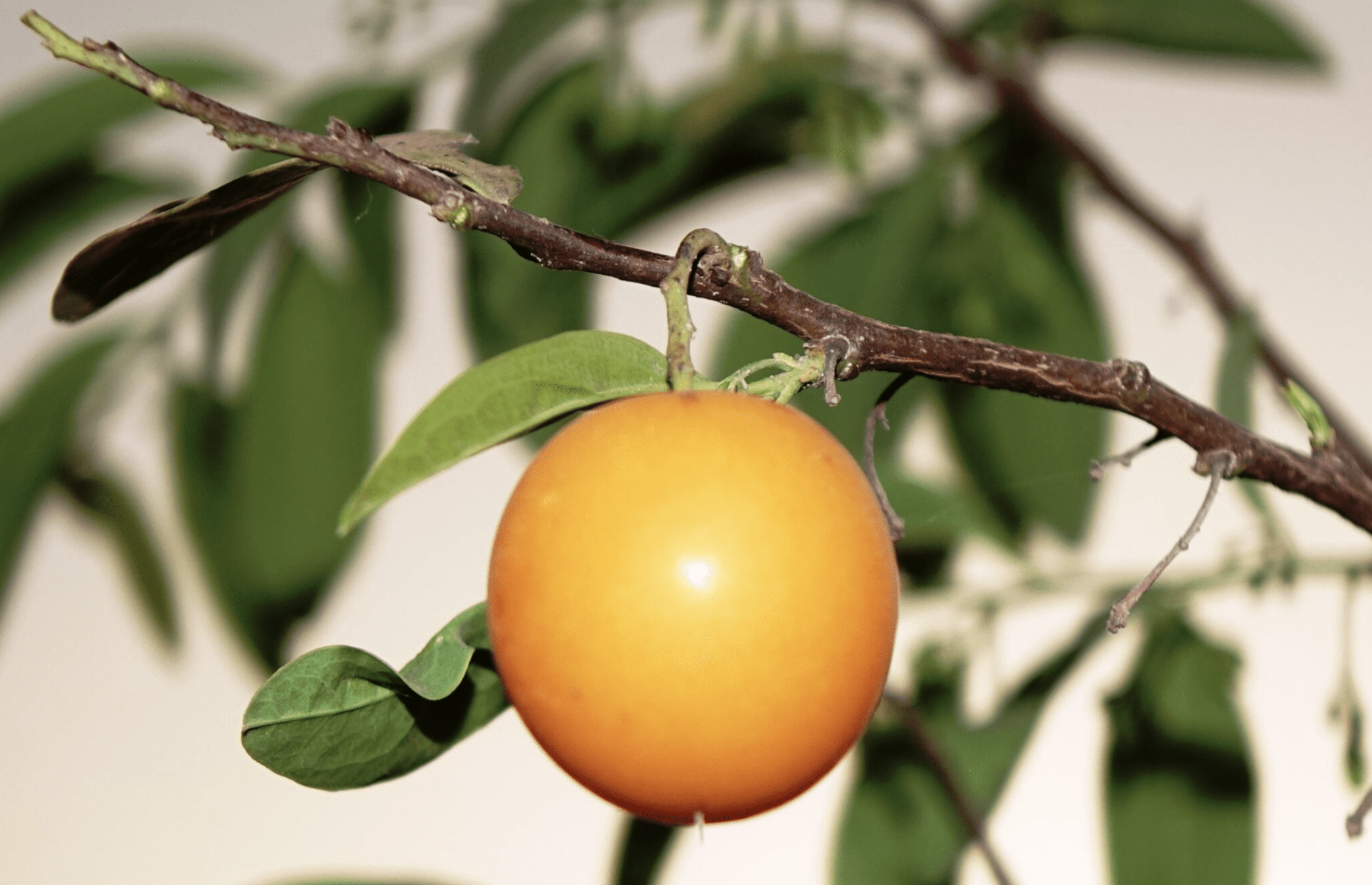 Photo gros plan de fruit ubuntu ximenia