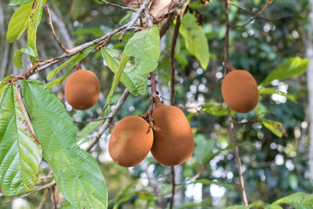 Gros plan sur une branche de cupuaçu