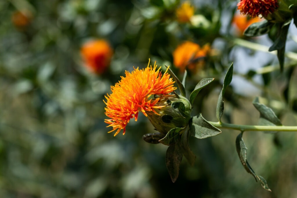 Branche avec fleur de carthame