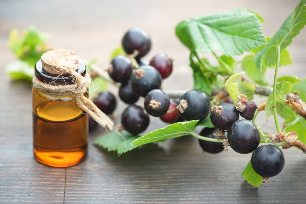 Fiole de cassis avec une branche ornée de fruits cassis