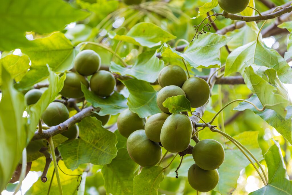Gros plan sur une branche de kukui
