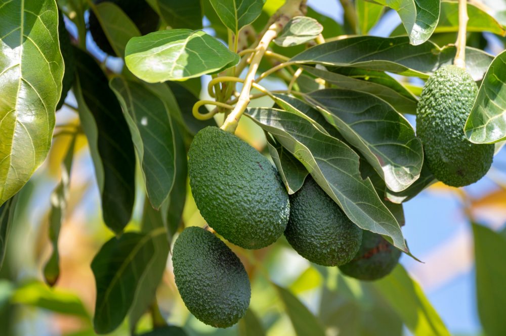Gros plan sur un branche contenant des avocats