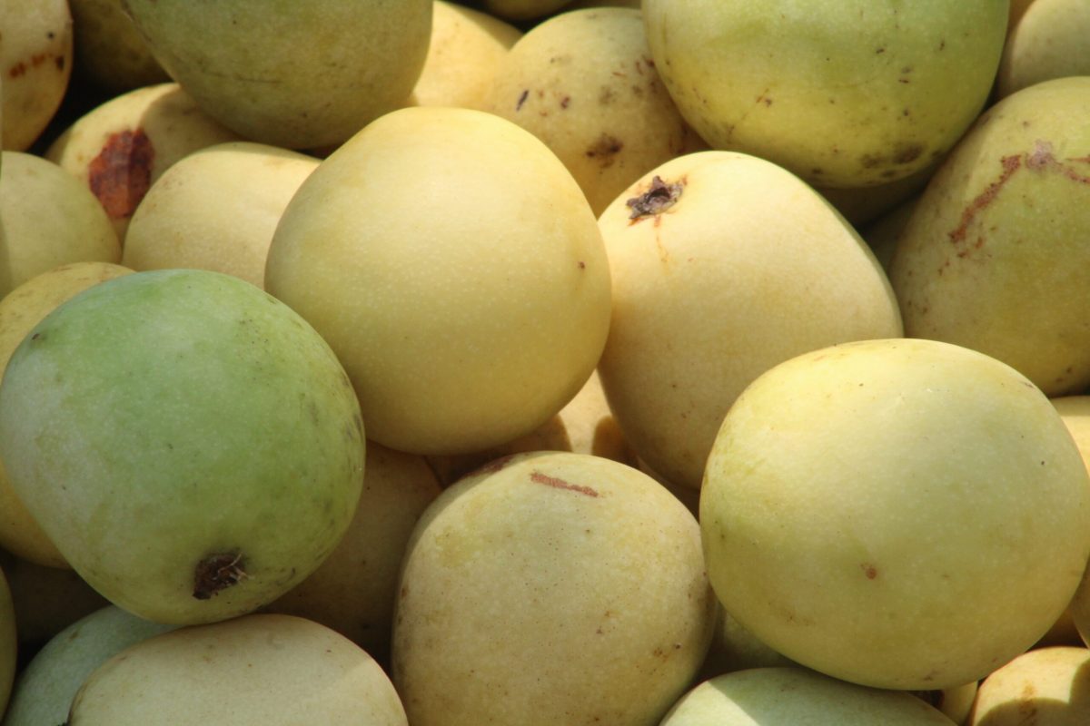 TRès gros plan sur des fruits de marula