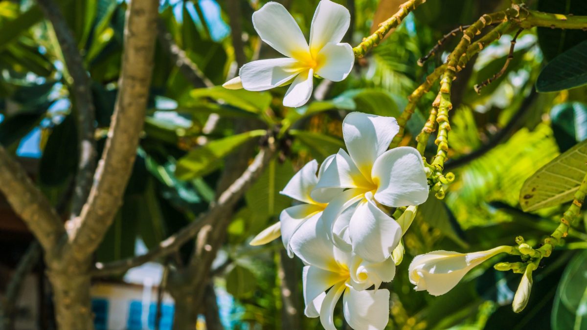 Gros plan sur une branche de fleurs de tiaré