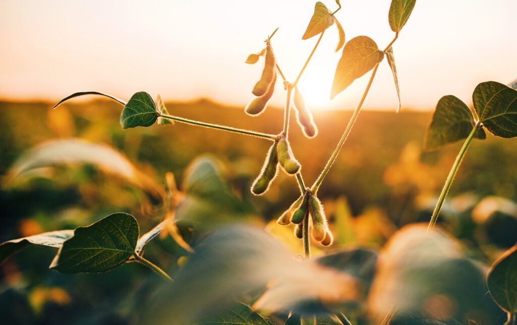 photo très gros plan d'une branche de soja au crépuscule