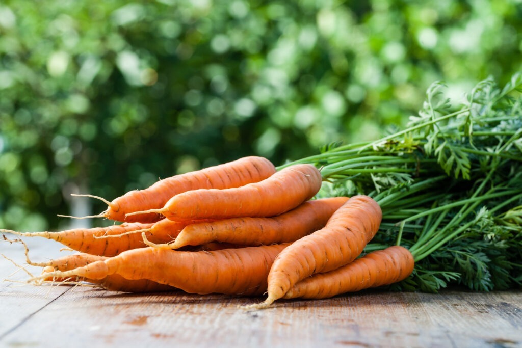 Botte de carottes posée sur une table