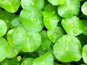 Gros plan sur des feuilles de centella