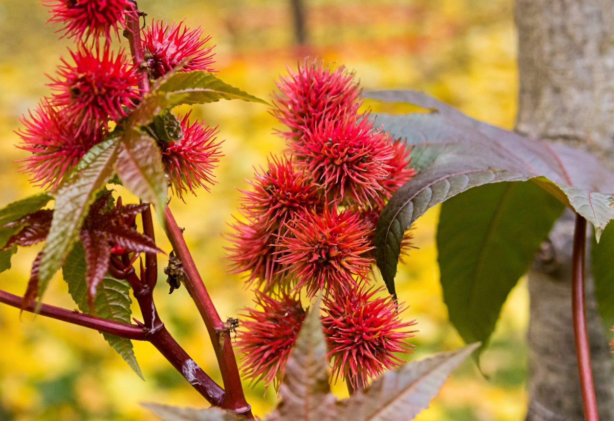 Gros plan sur une branche avec des fleurs de ricin