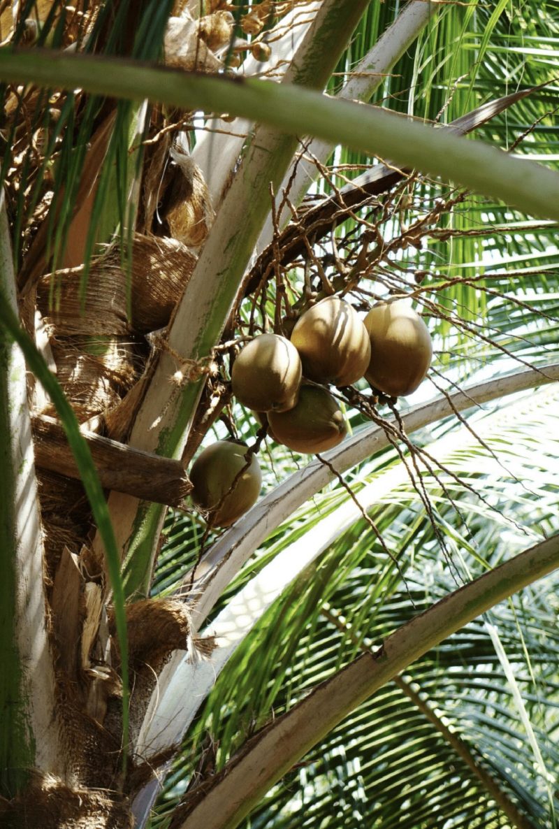 Branche noix de coco