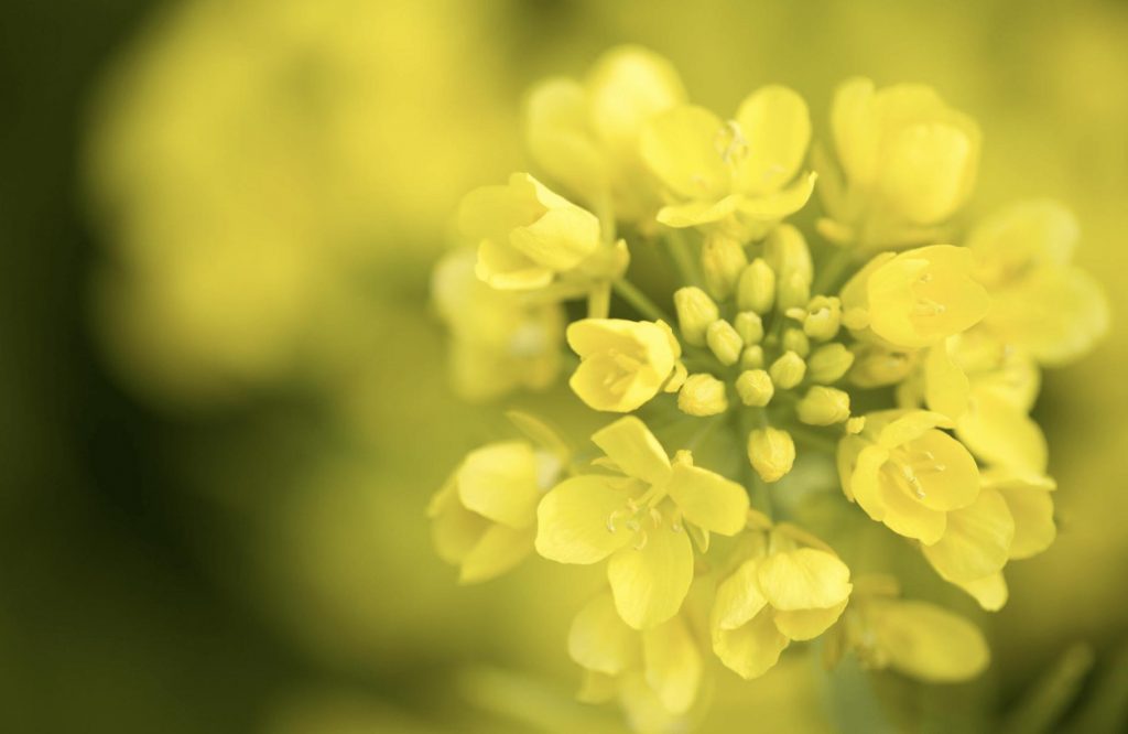 Fleurs de colza